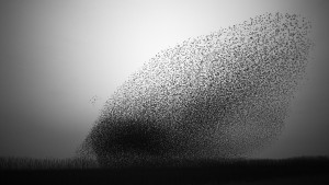 The art of flying The spectacular flight of the Common Starling photo © Jan van IJken Spreeuwenzwerm gefotografeerd in de Betuwe foto © Jan van IJken